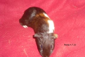 Ronja.jpg